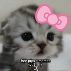 free pfps + memes