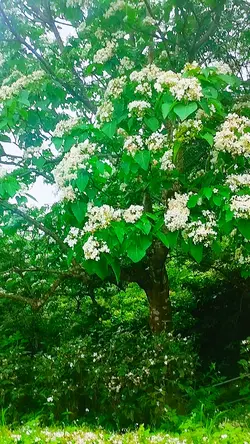 大自然之美