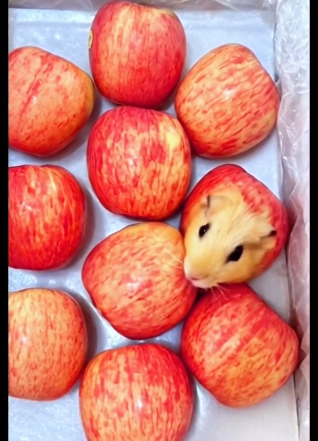 Obst zu Tier 