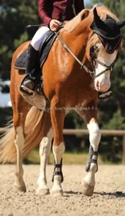 Reason love horses ❤️