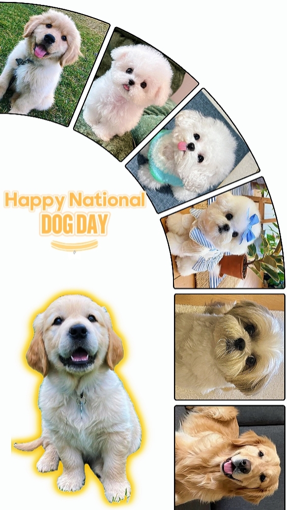 dia nacional do cão