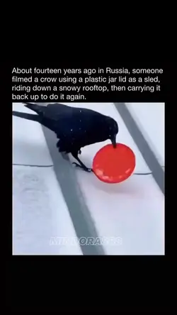 Sliding Crow