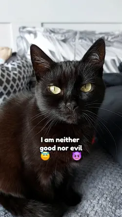 Are you a good Kitty