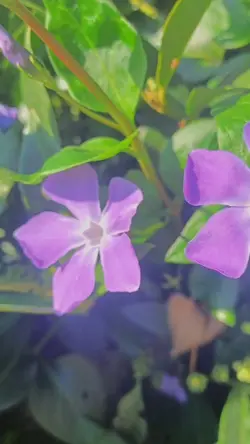 nature