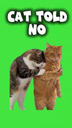 Cat told NO