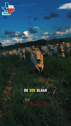Brilho do seu olhar 
