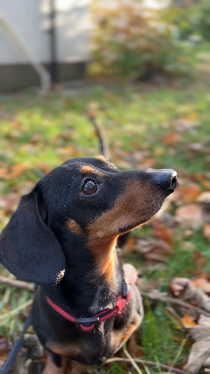 Dachshund şiiri