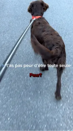 Mes petits chien