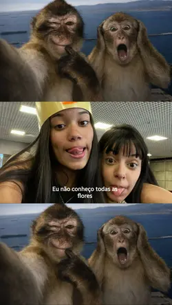 macacas