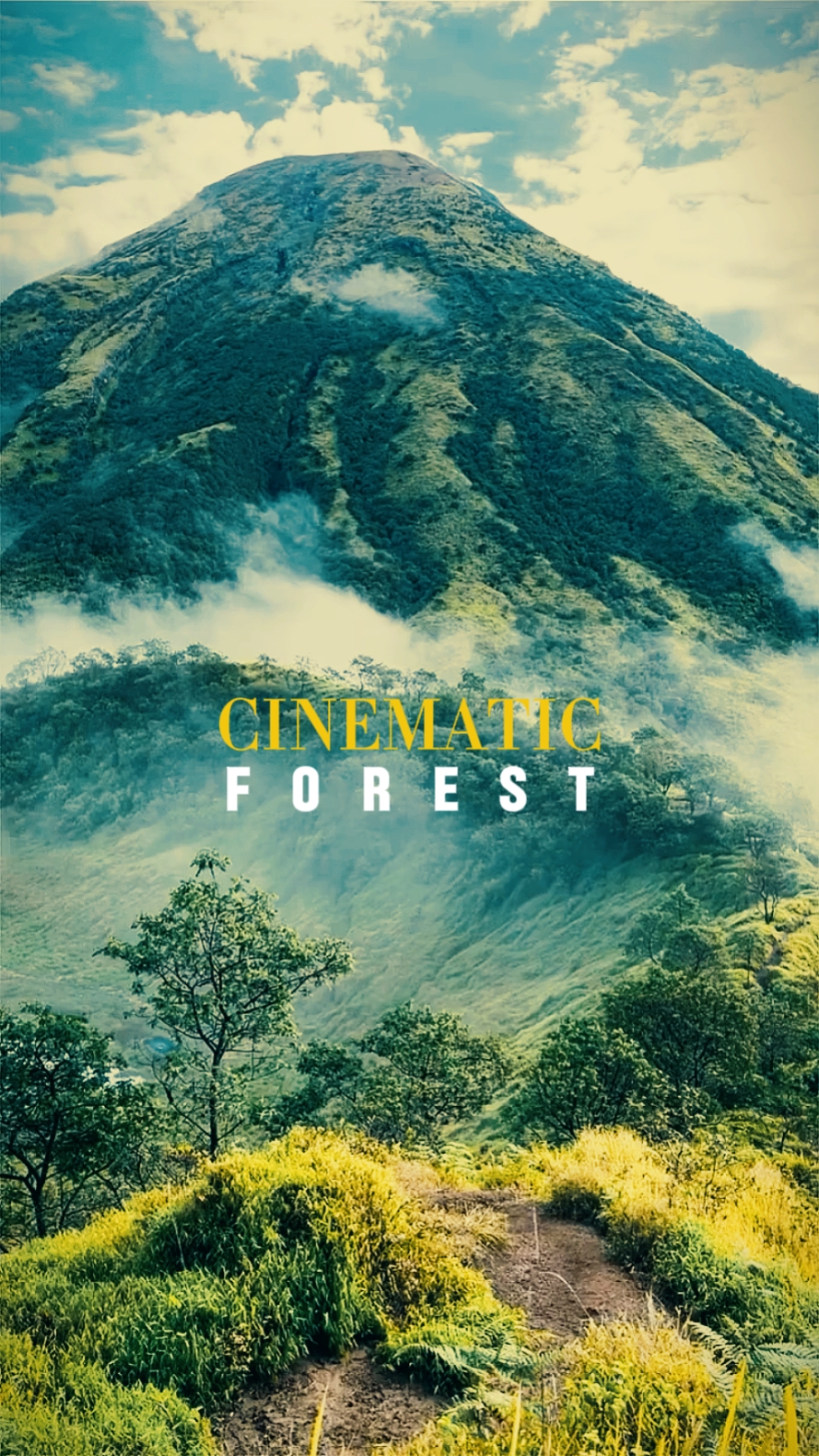 cinematic forest