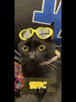８月も楽しもう🙌🐈‍⬛🎶
