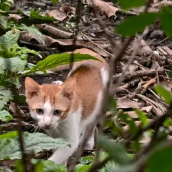 kucing oyen