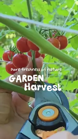 Garden Harvest