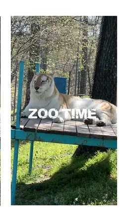 zoo time