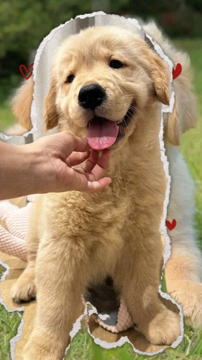 Mi perro