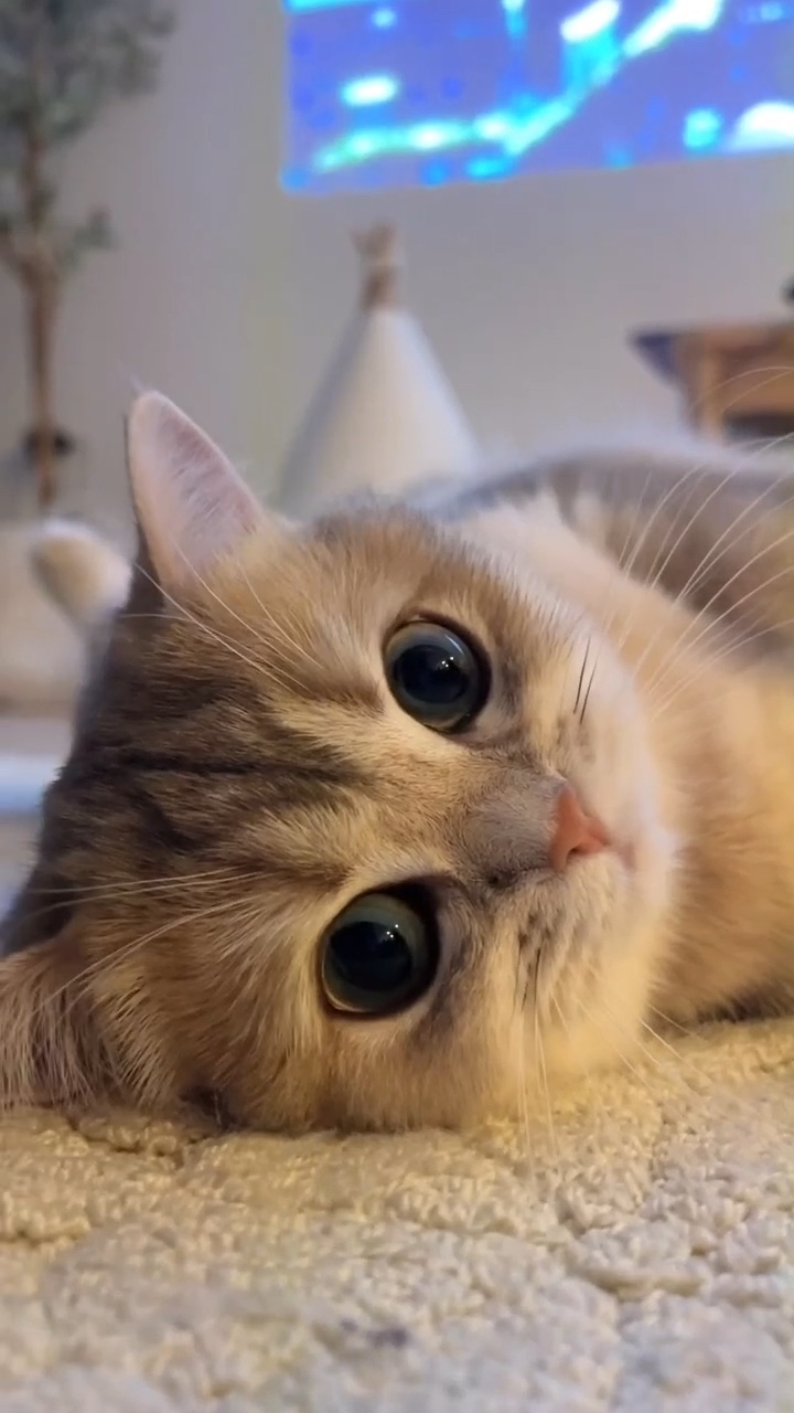 Funny cat