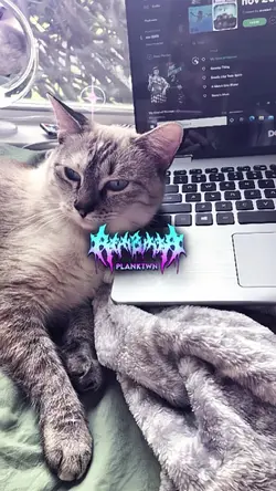 MALU SAMA KUCING