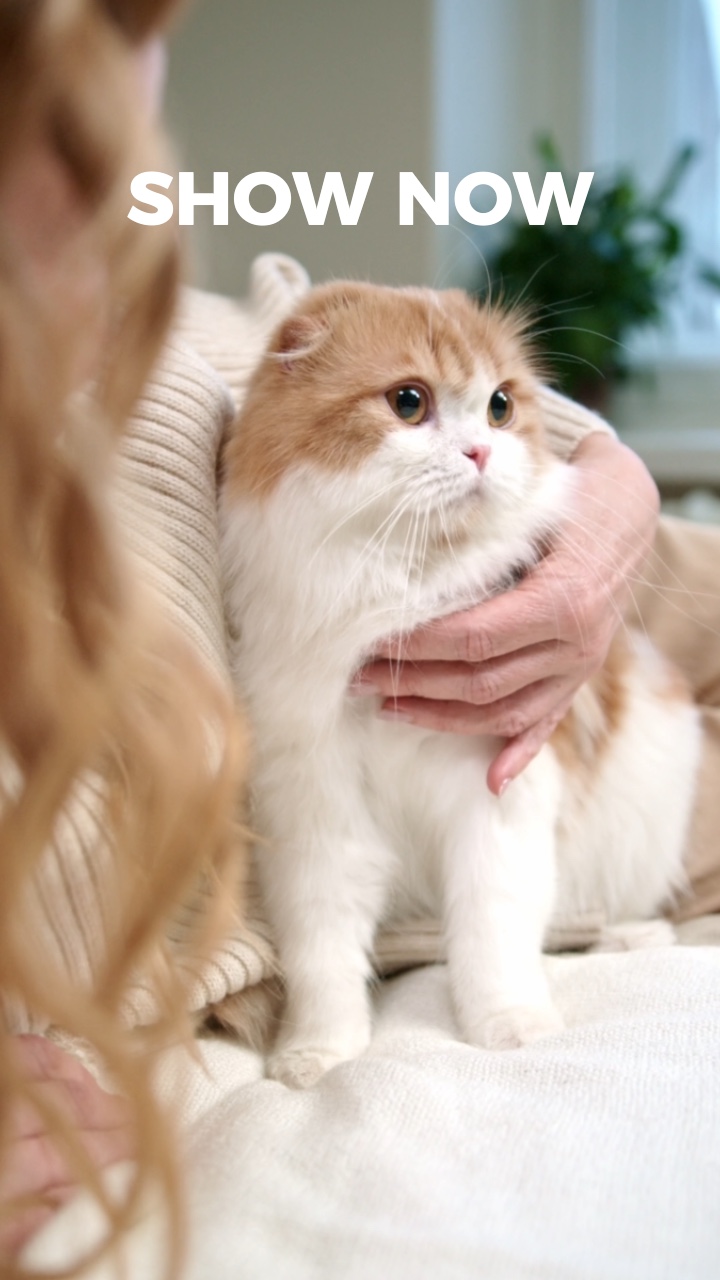 Cat Product Display Beating Match TikTok Style 