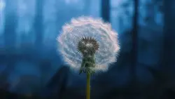 blossom