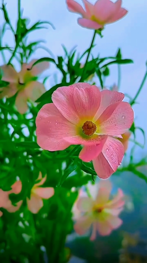 Flores