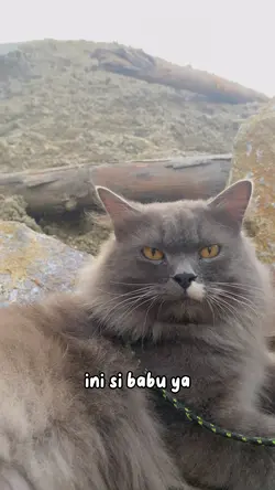 Sound kucing lucu