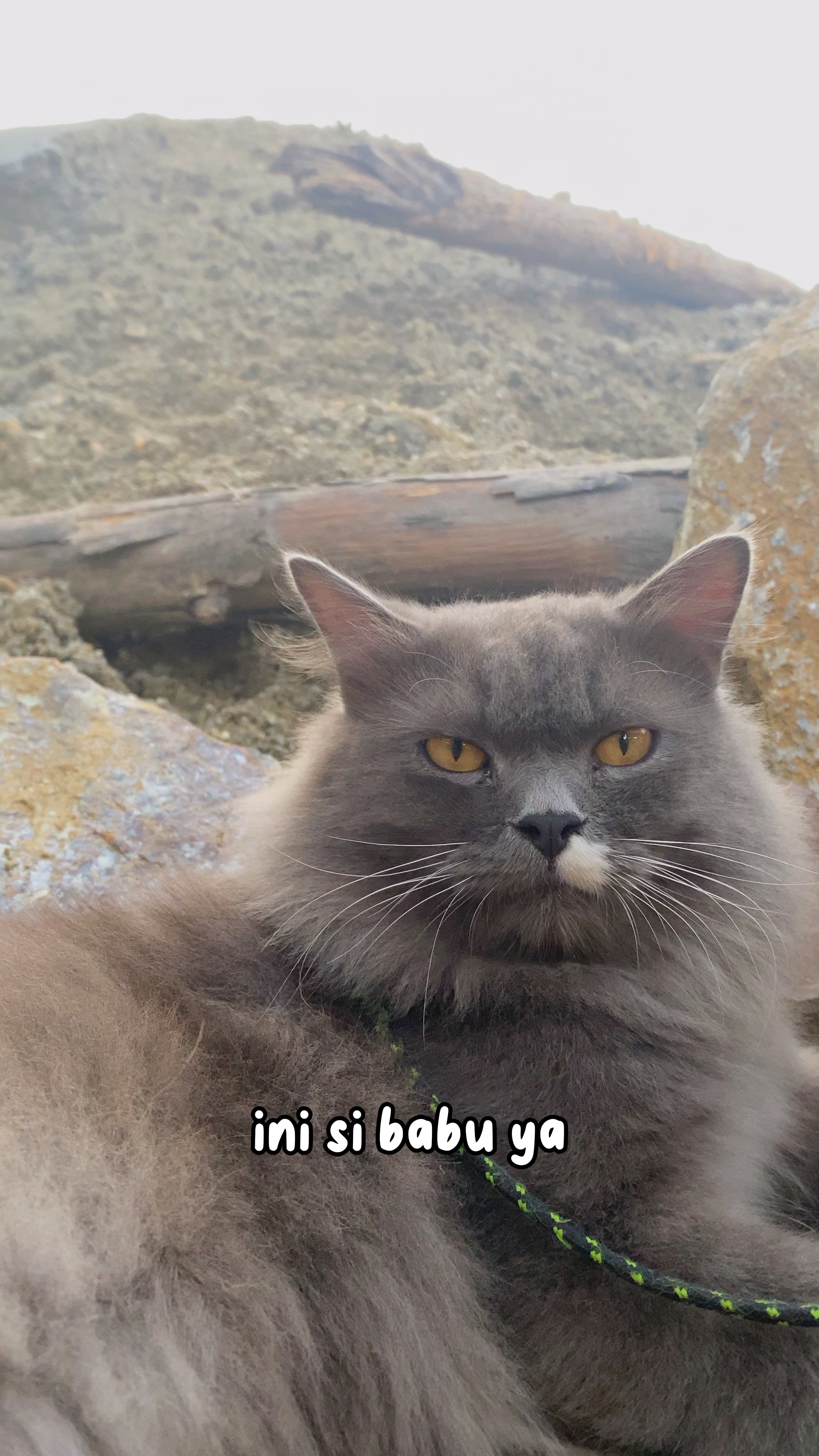 Son kucing lucu