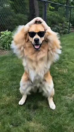 Pet Dance
