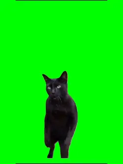 trend do gato