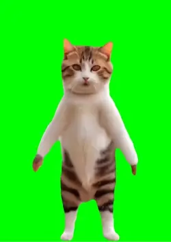 Cat super dance