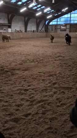 Pony