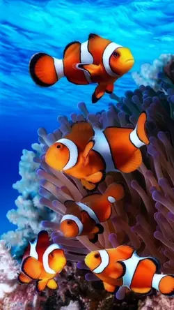 colorfull