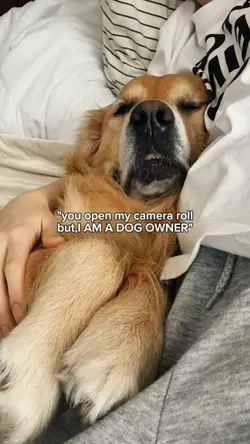 Dog camera roll