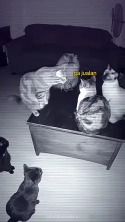 Trend kucing ngobrol