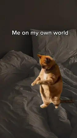 cat dance