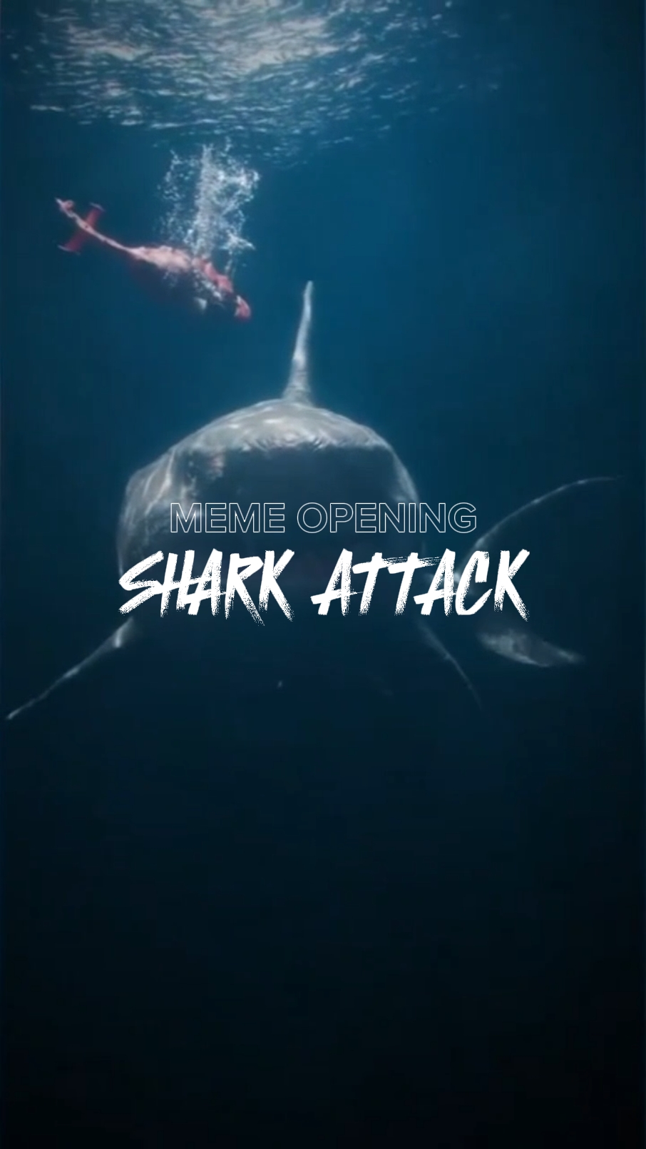 Shark Attack