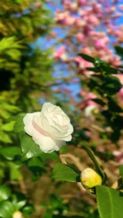 Full NATURE II