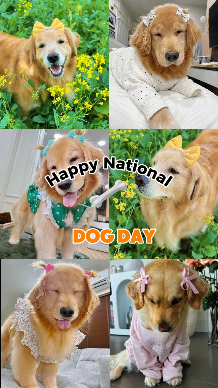 journée nationale du chien