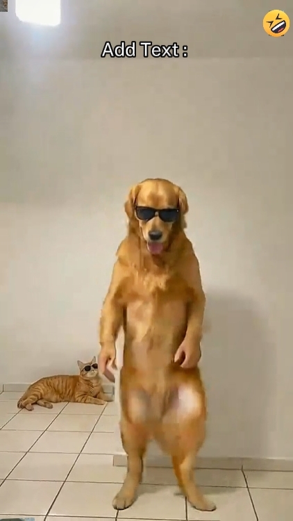 Drôle de chien '
