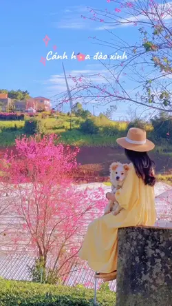 vlog hoa đào xinh