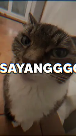 TREND KUCING SAYANGG