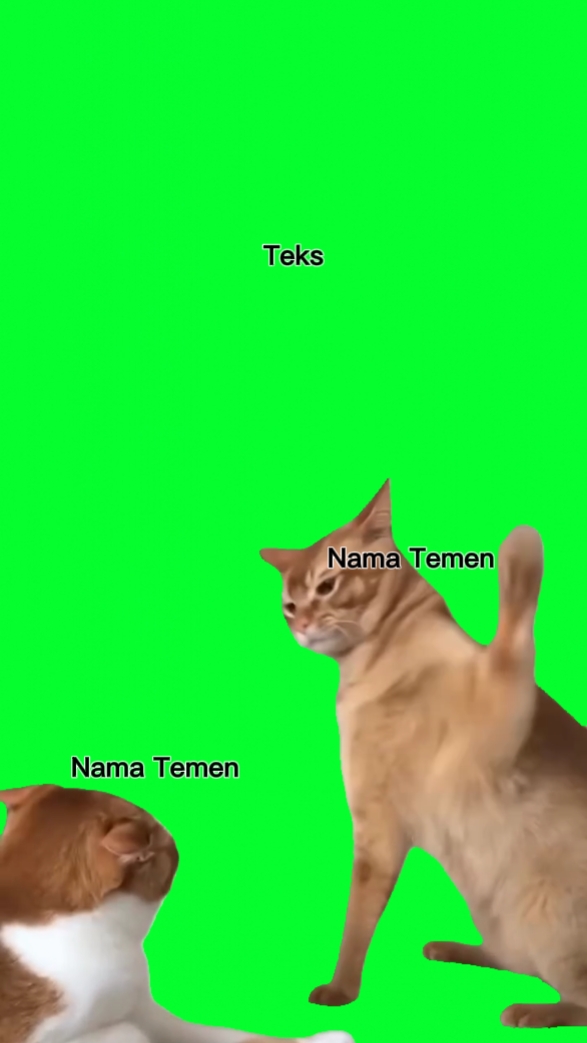 kucing layar hijau