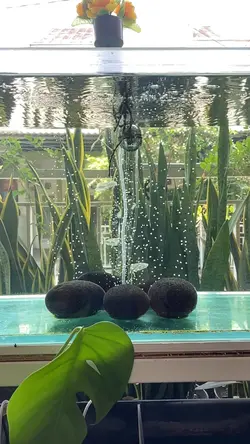 cinematic goldfish