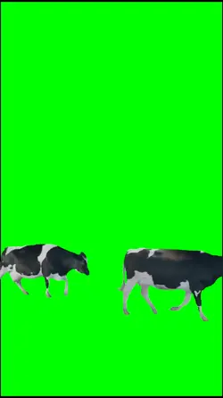 Cow walking meme