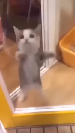 Happy Happy real cat