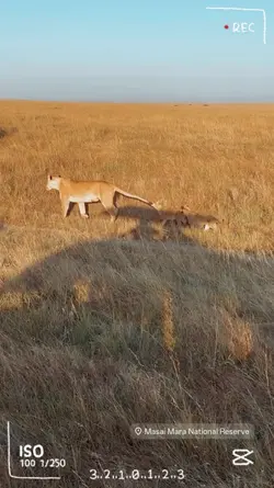 simba