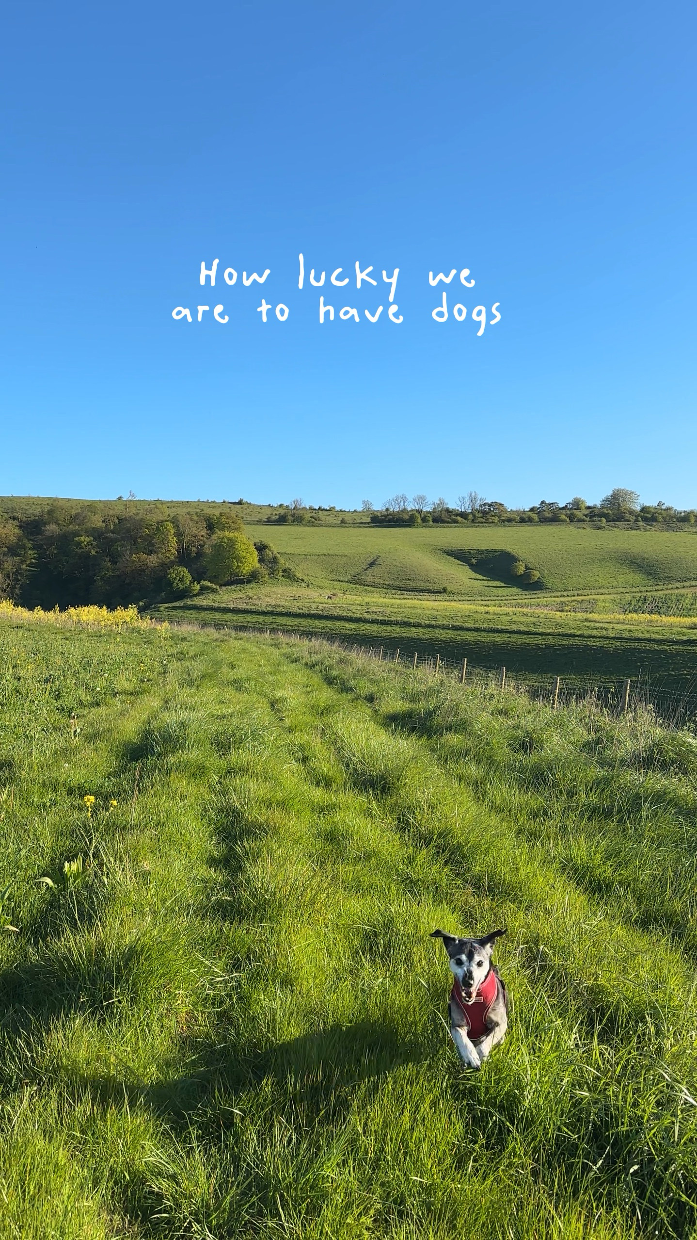Una vida de perros