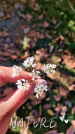 Nature 