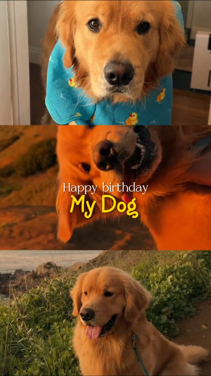 HBD mein Hund 