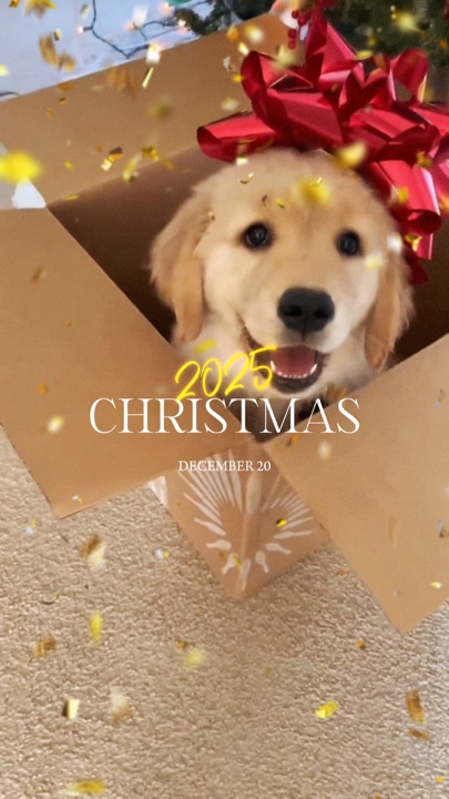 Weihnachten Haustier