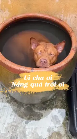 Ui cha ơi nắng quá